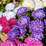 Fleurs - Reine-Marguerite Beauté Variée - face recto